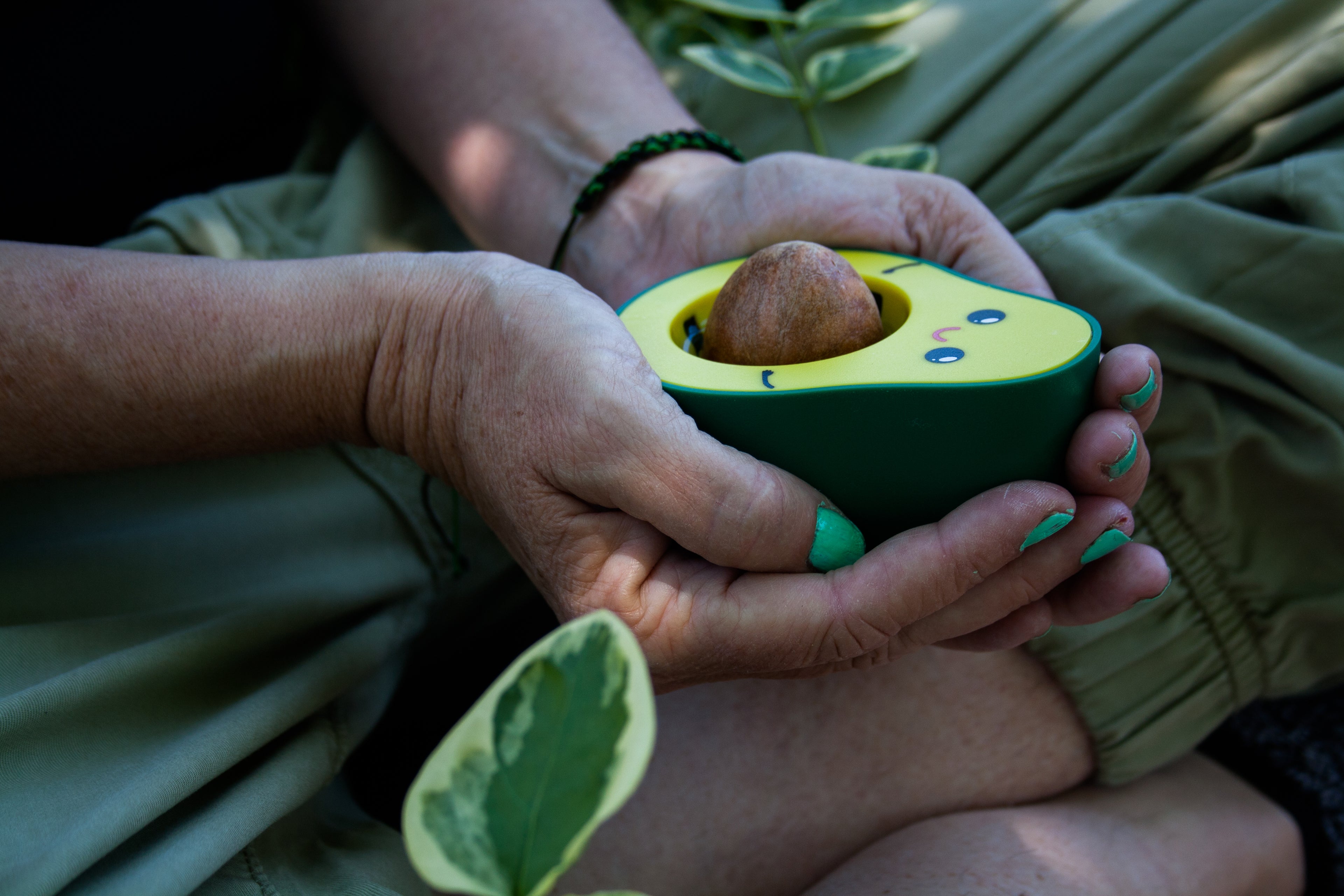 Germinador de semillas de aguacate
