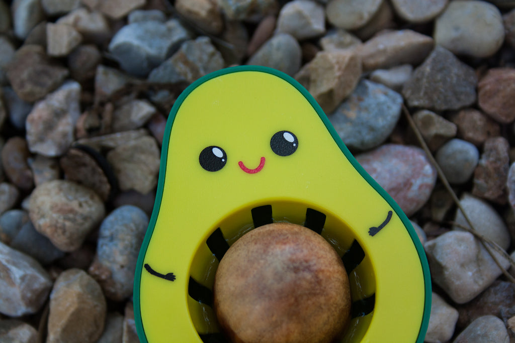 Germinador de semillas de aguacate
