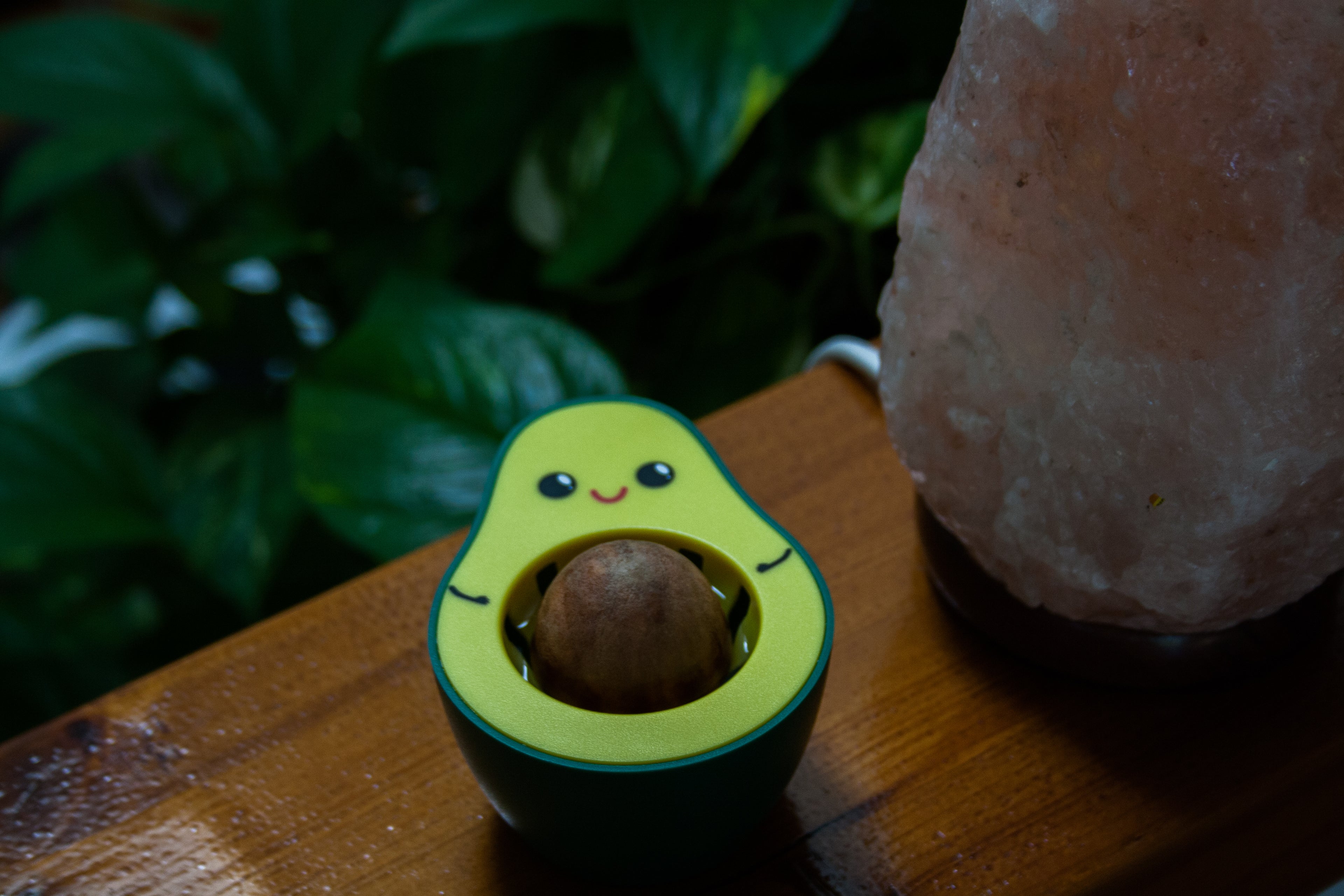 Germinador de semillas de aguacate