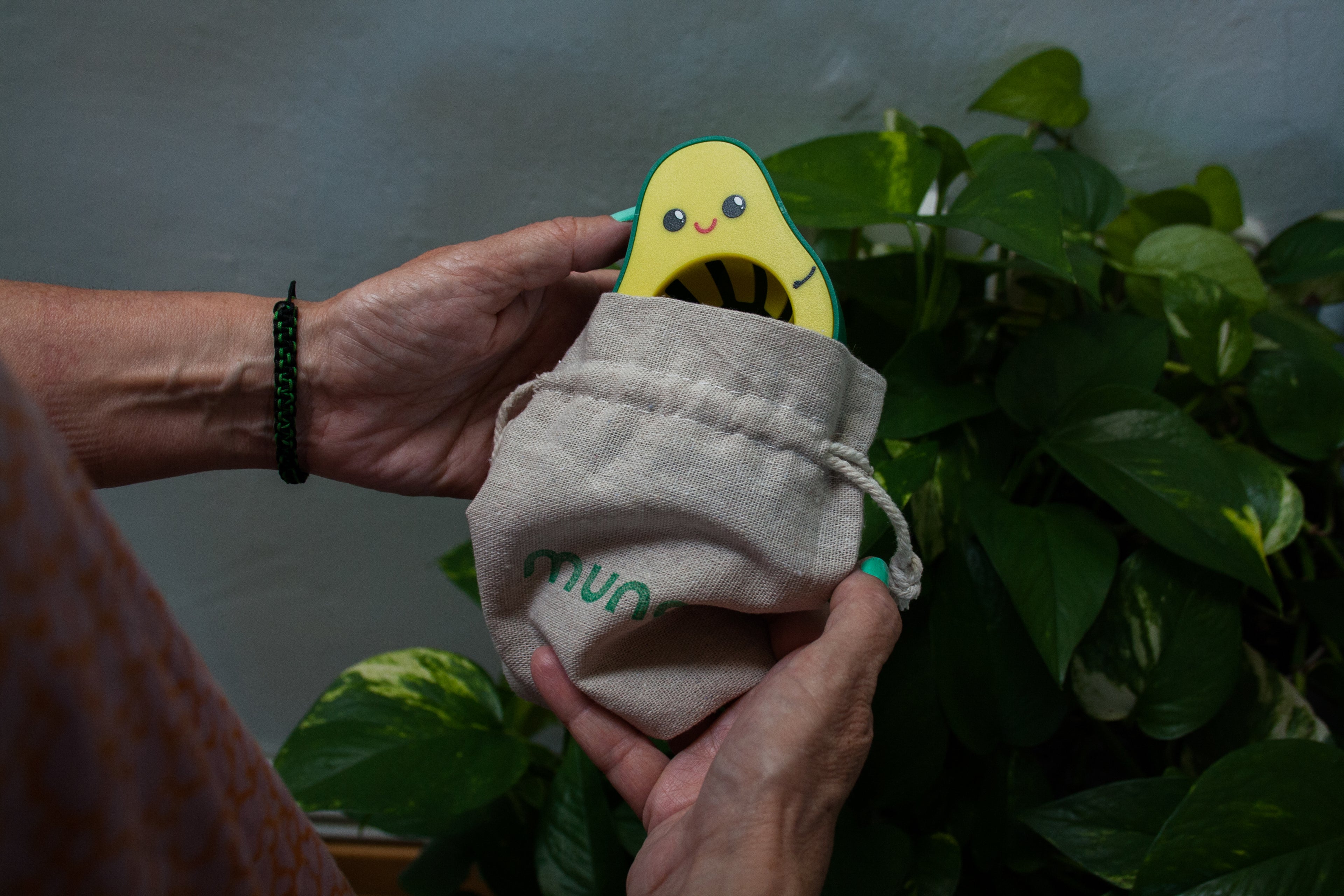 Germinador de semillas de aguacate