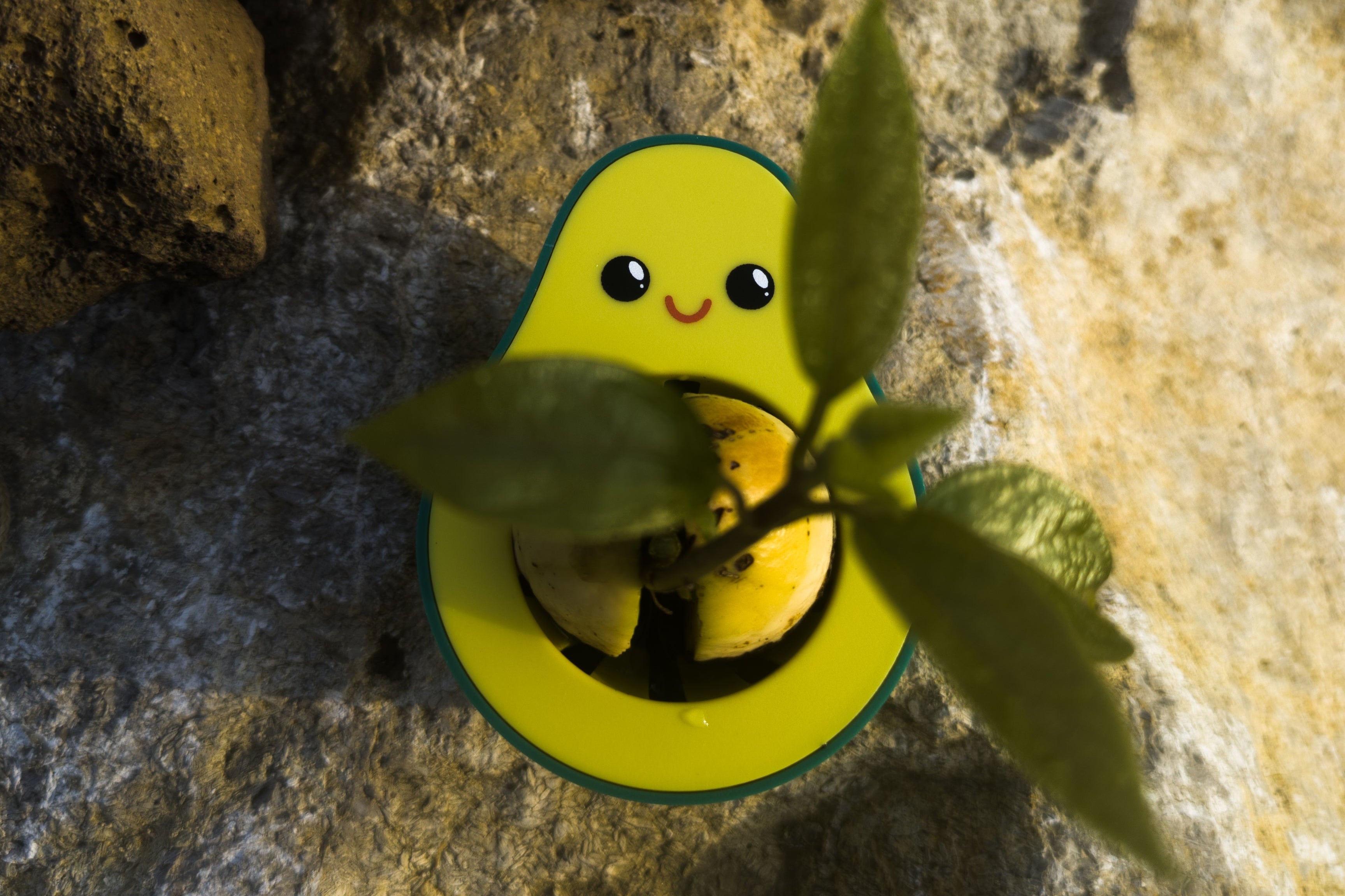 Germinador de semillas de aguacate
